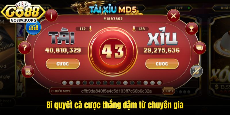 Bí quyết cá cược thắng đậm từ chuyên gia